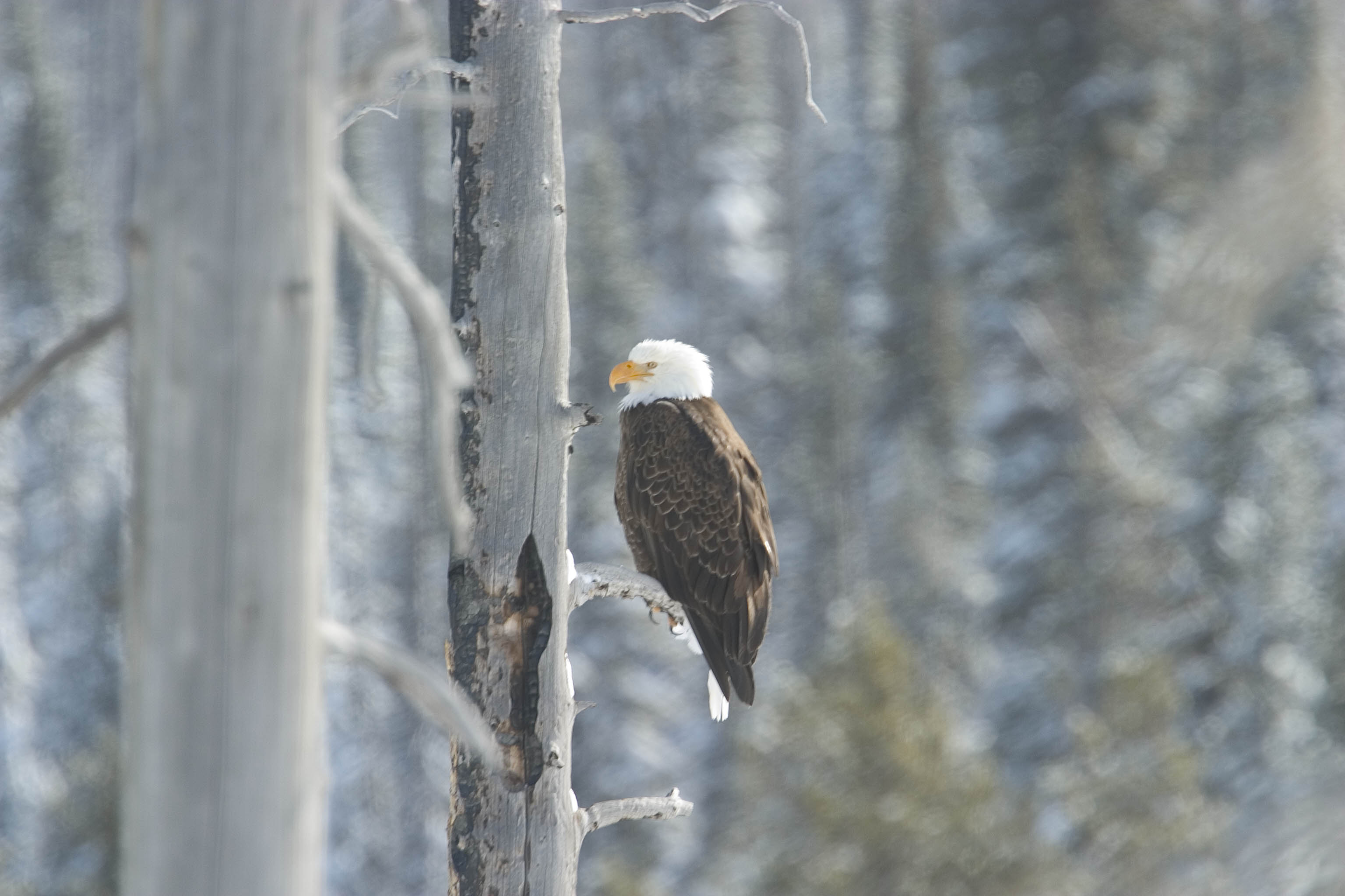 Wyoming Eagle