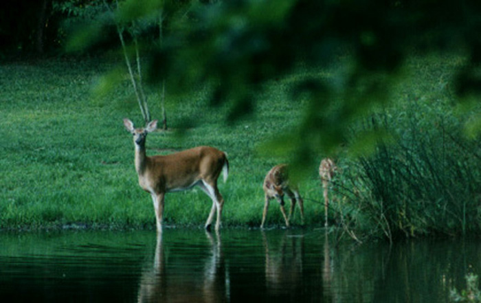 A Deer and Family