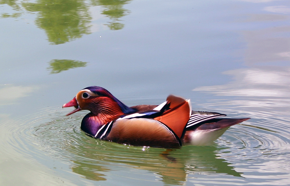 Mandarin Duck