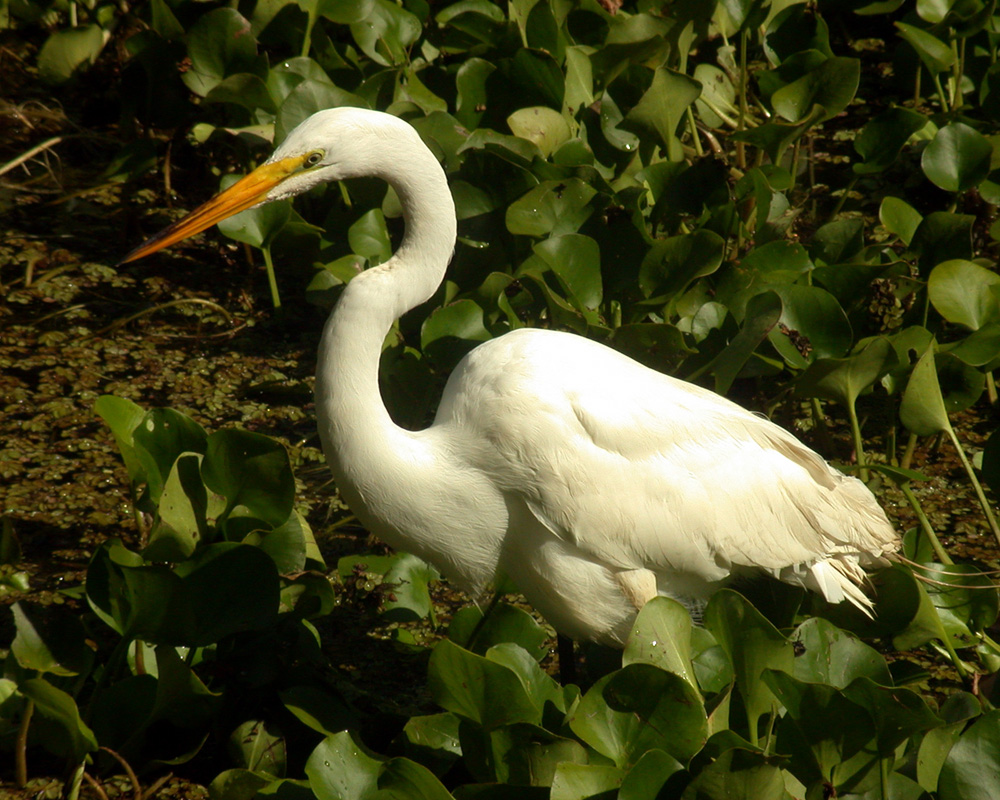 Great Egret