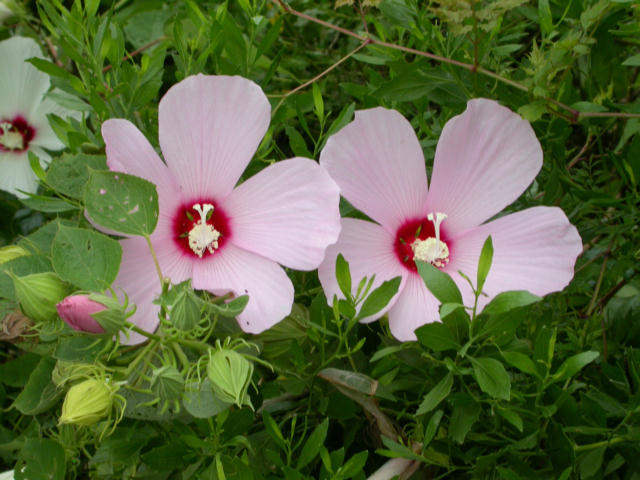 PINK SWAMP MALLOW