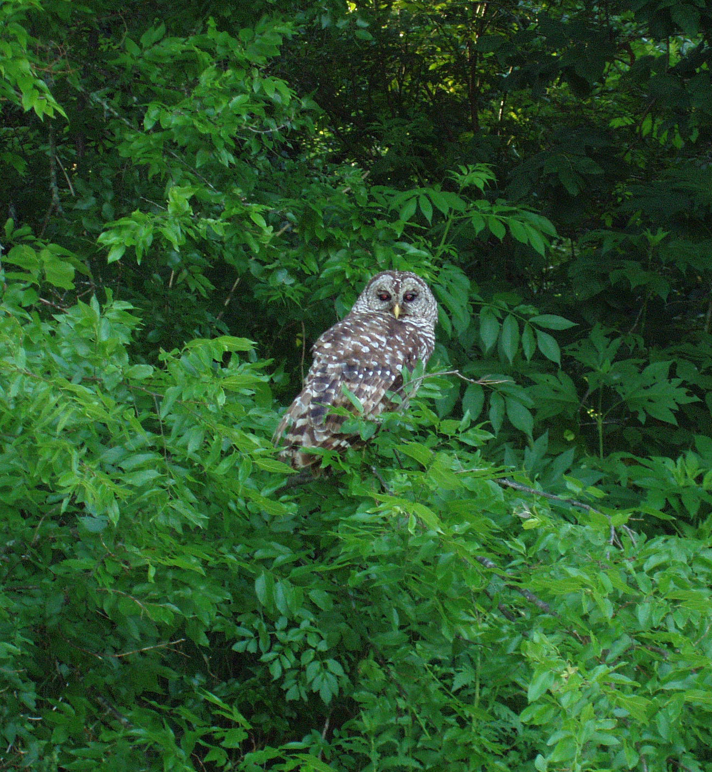 Barred oOwl No. 2