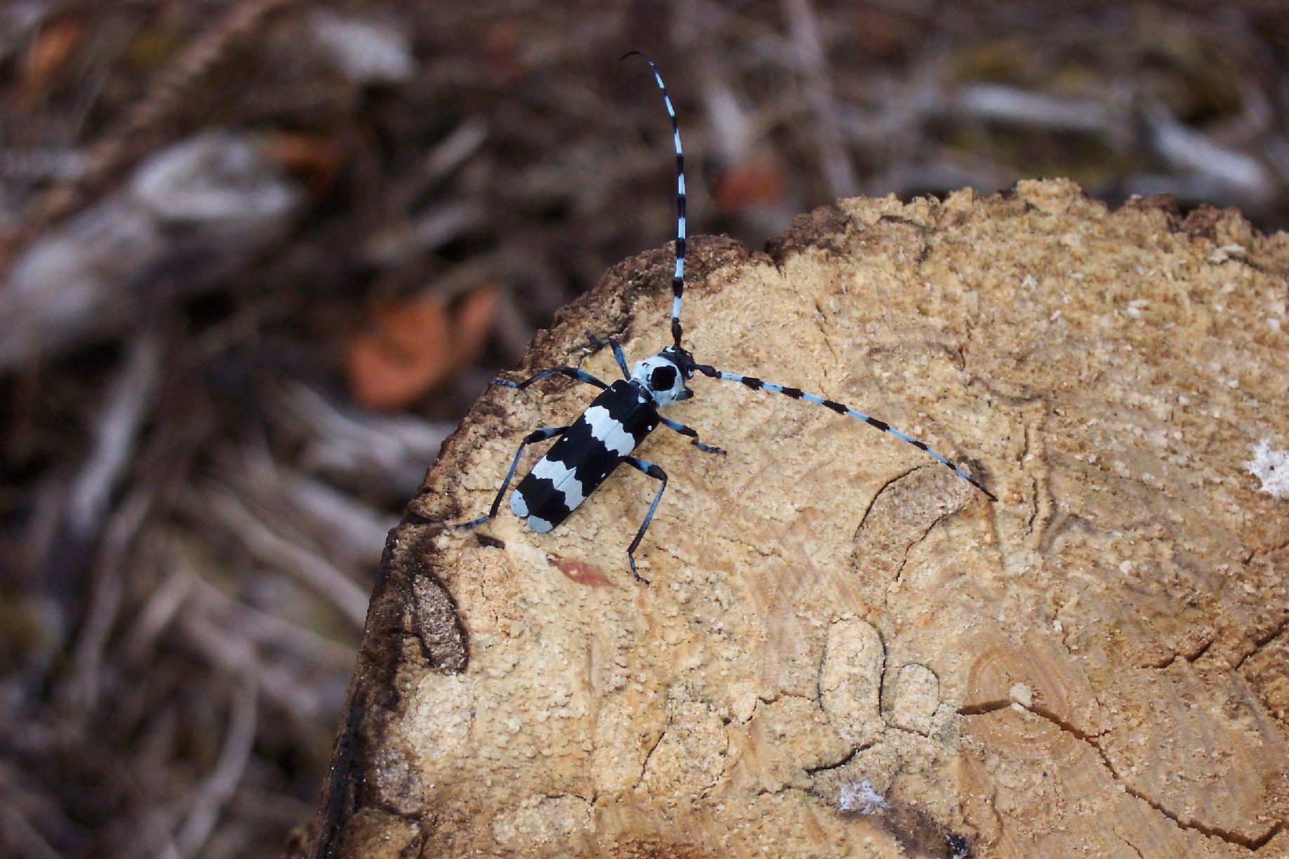 Cool Bug