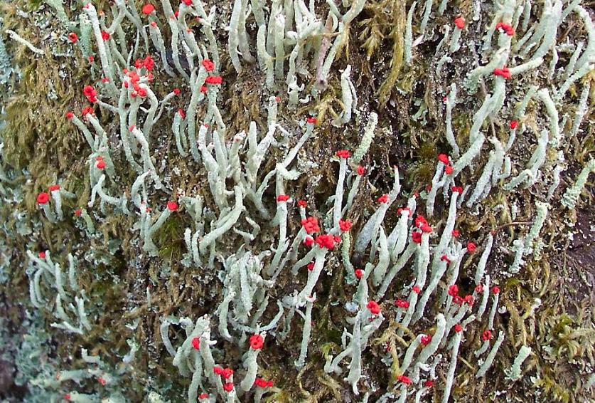 Flowering Moss