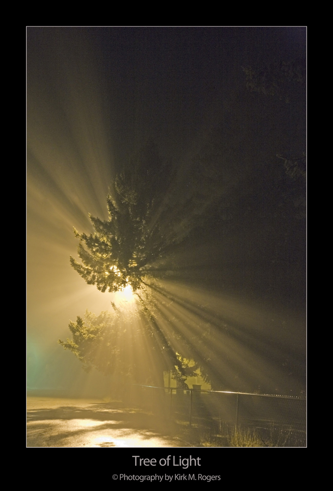 Backlit Tree