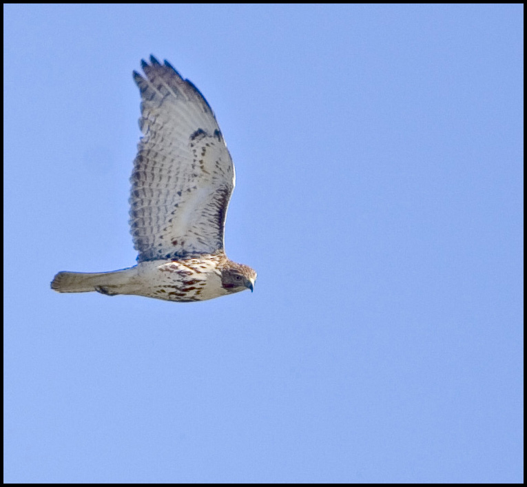 Red-tailed Fly By