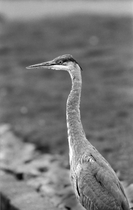 Fishing Heron