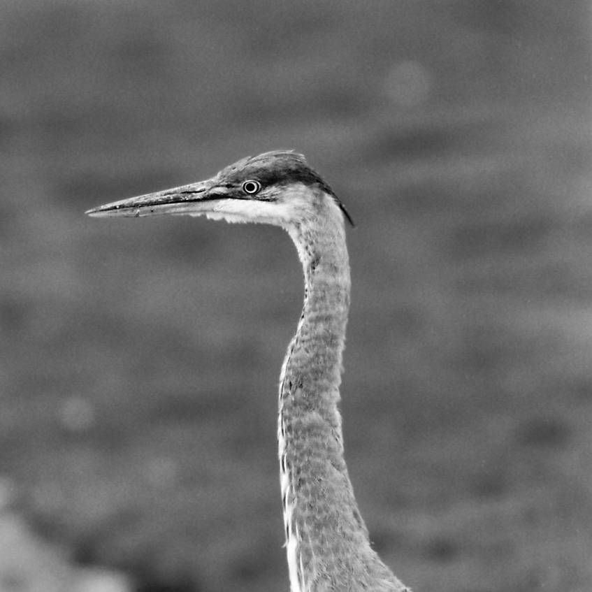 Fishing Heron - Close Up