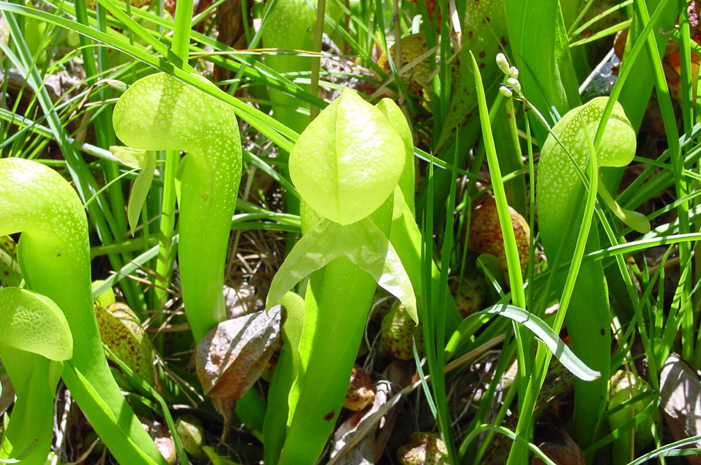 Carnivorous Pitcher Plant