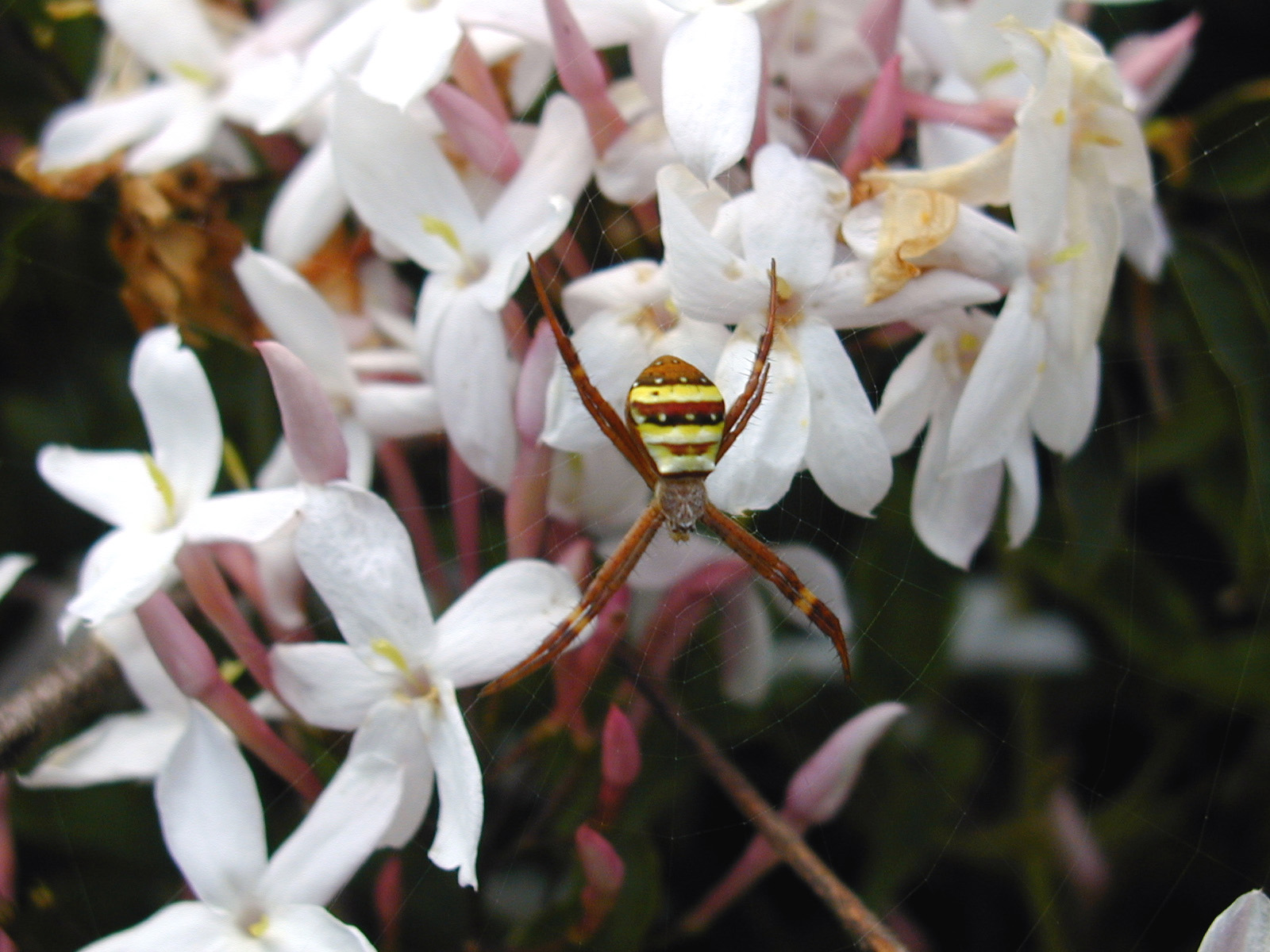 Spider in Jasmin