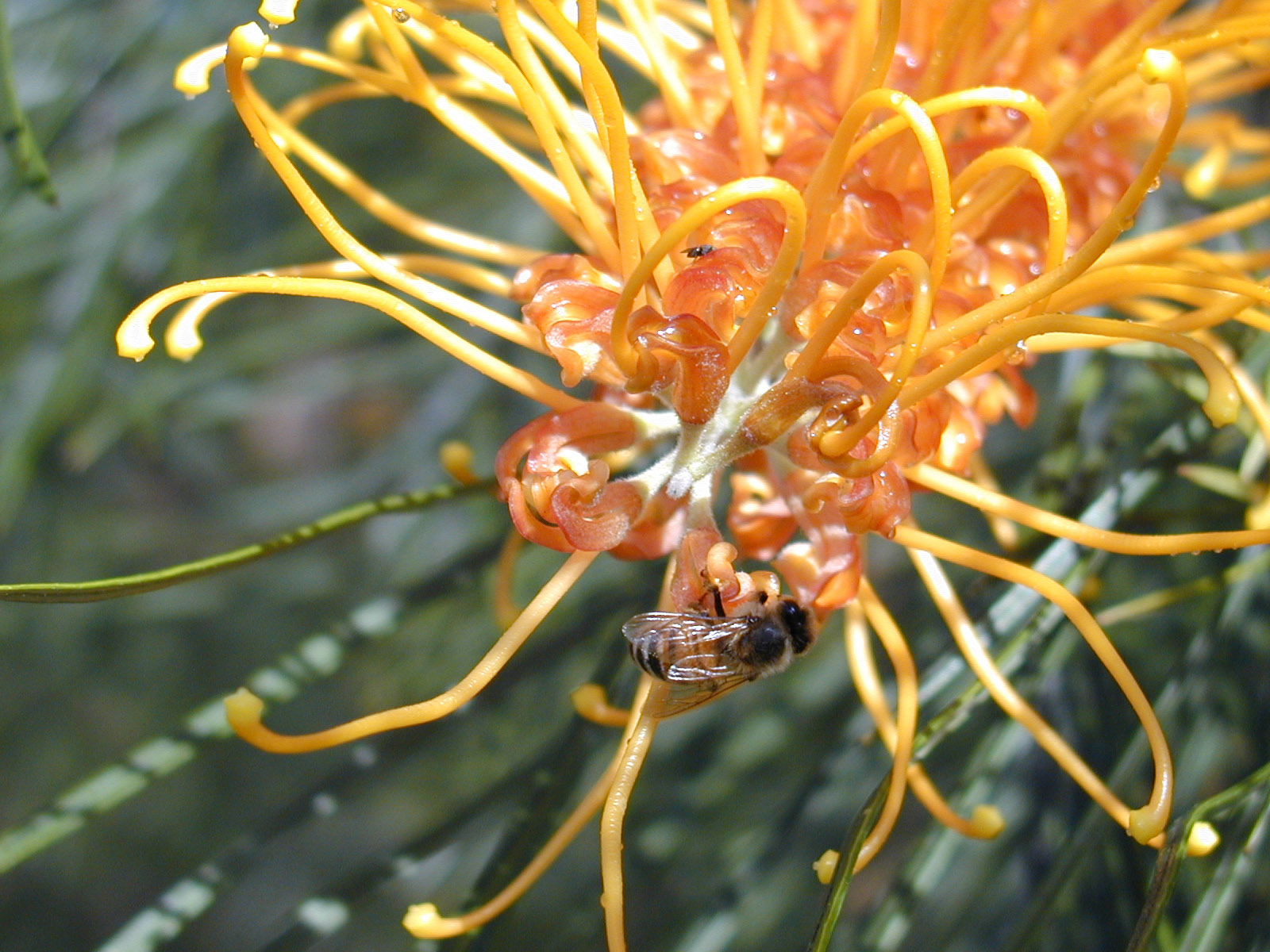 Bee and Fly