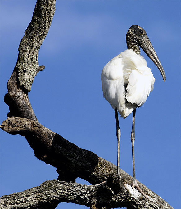 Woodstork