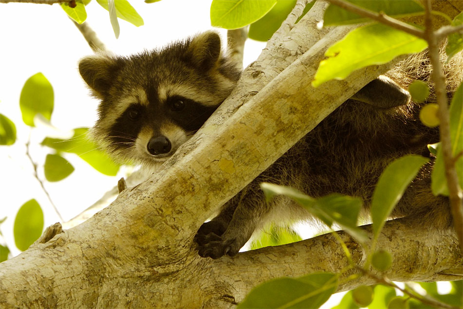Startled Raccoon