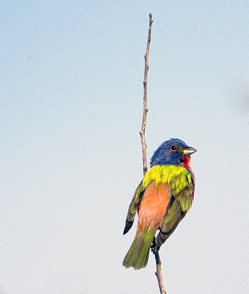 Painted Bunting Perch