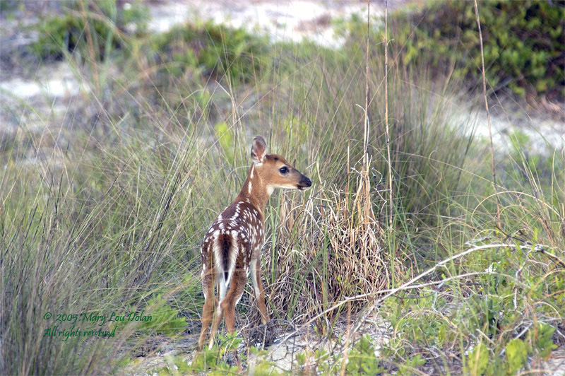 White tail fawn