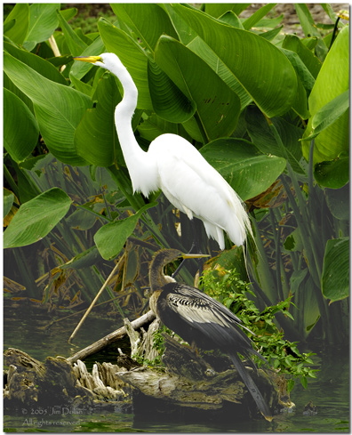 Great Egret and Anhinga