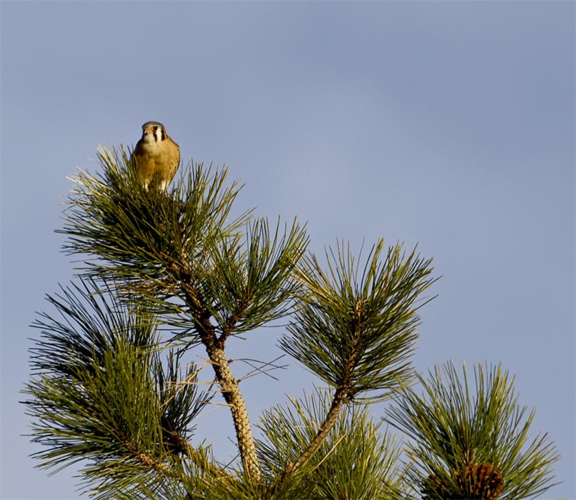 American Kestrel