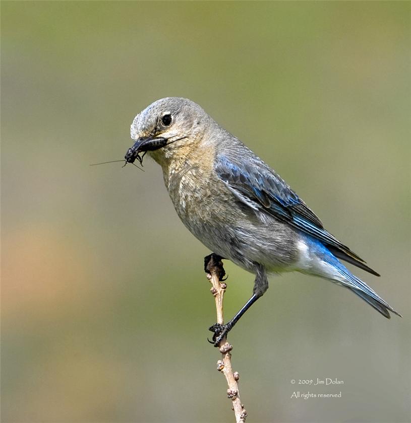 Female mtn blue with cricket