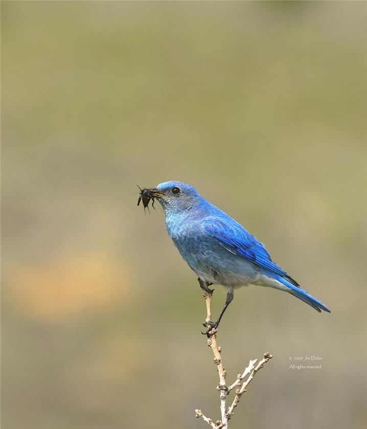 Male Mnt bluebird with cricket