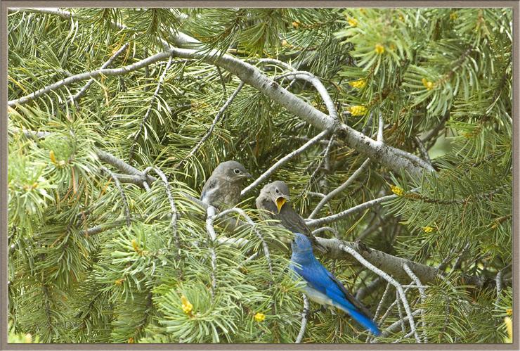 Bluebird fledglings & dad