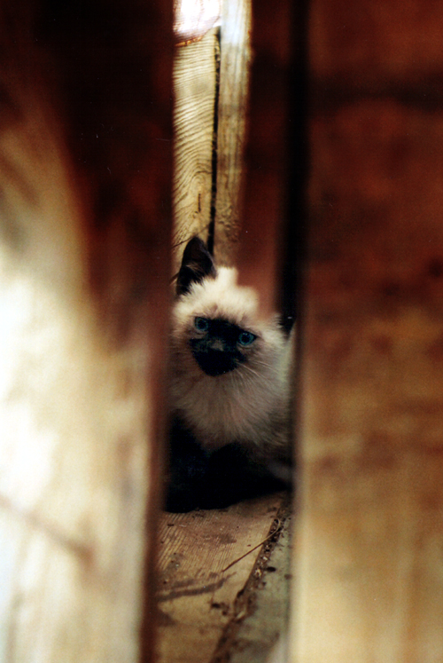 peekaboo