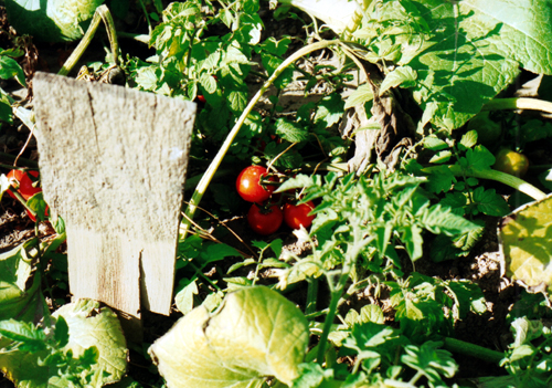 garden fresh