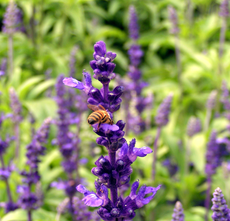 Bee in flower 2