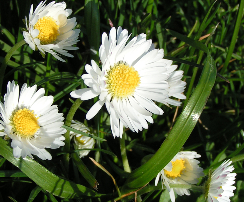 Flower in the grass