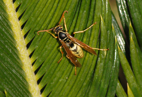 Yellow Jacket