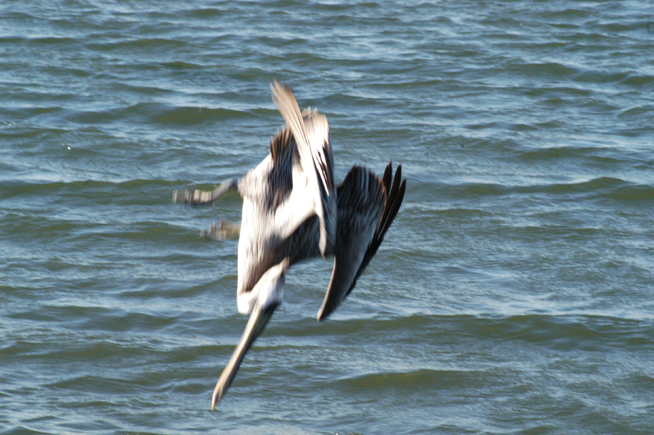 Brown Pelican at Mach .9