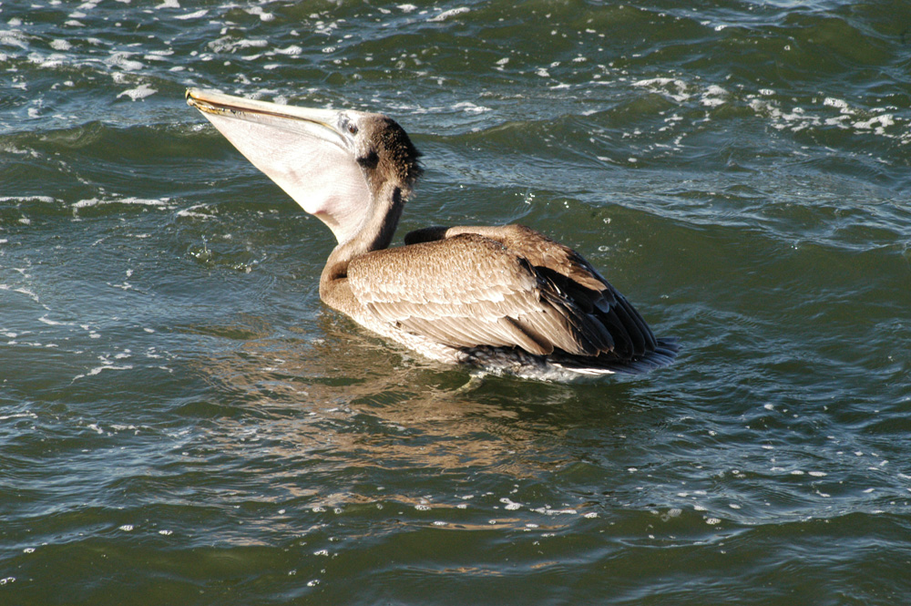 Brown Pelican