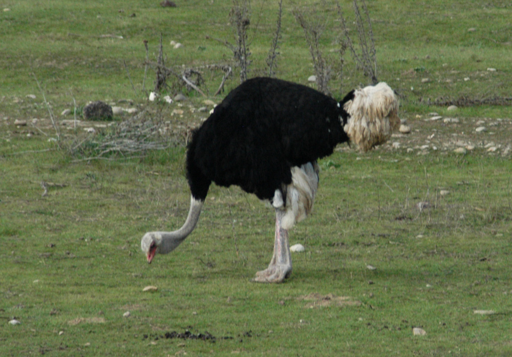 Nice Feather Duster
