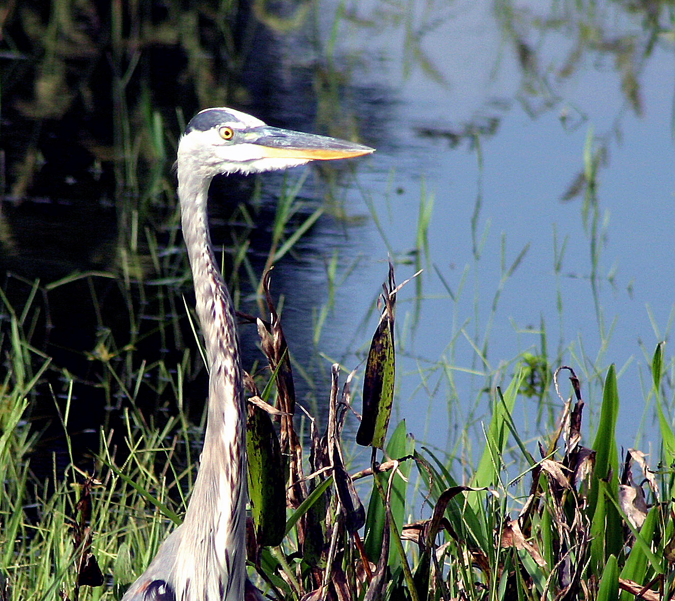 Blue Heron Periscope up