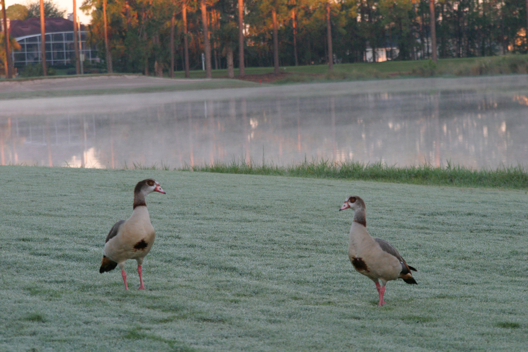 Rare Egyptian Geese