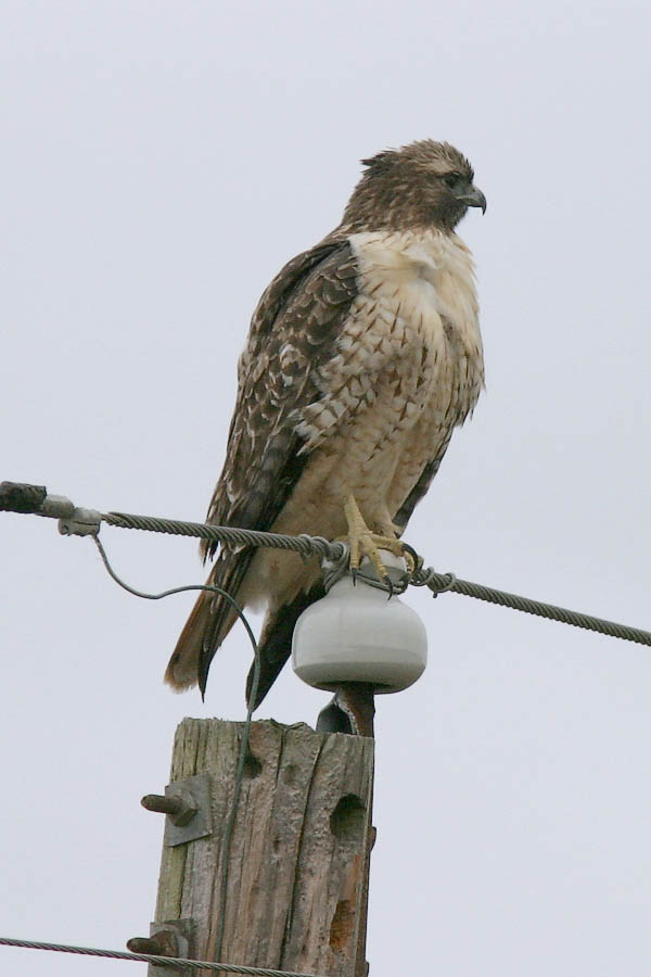 Adult Red-Tailed Hawk