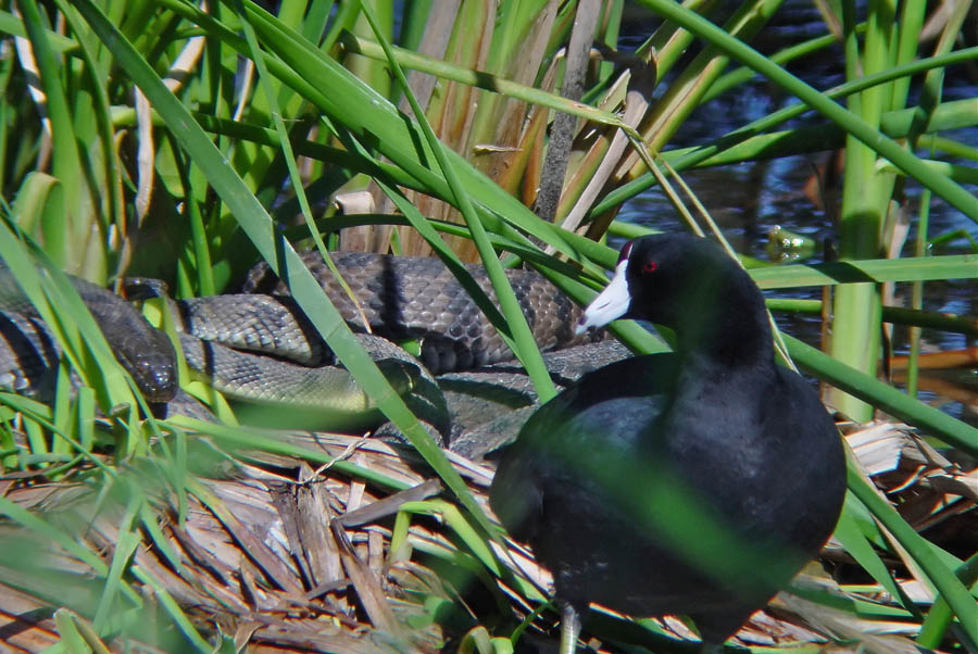 Coot and Cottonmouth