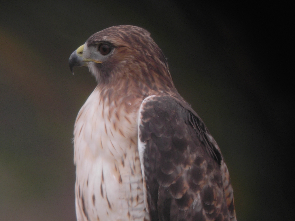 Red Tailed Hawk
