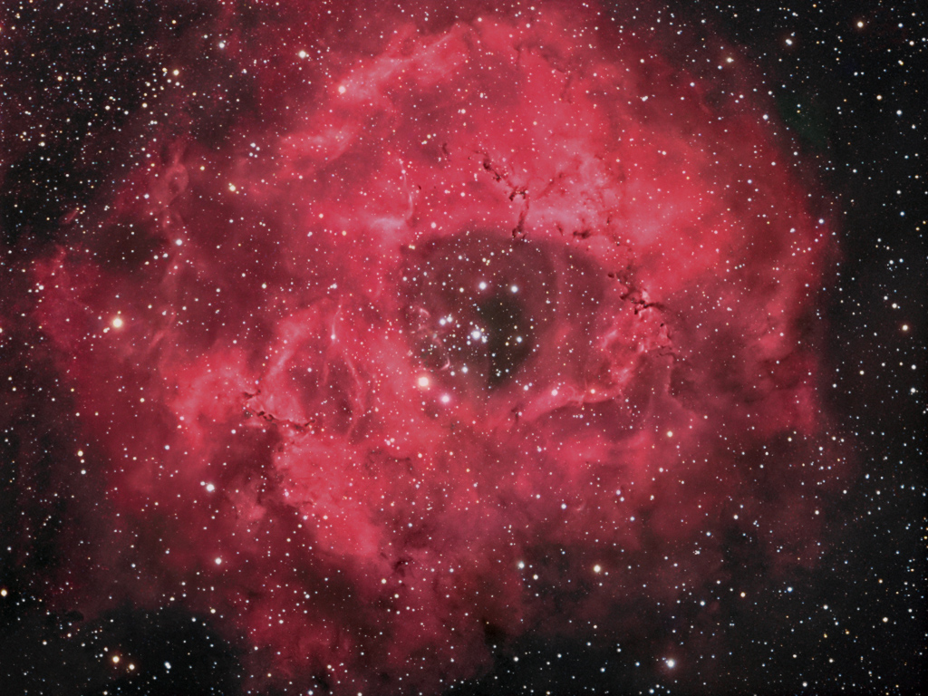 My Rosette