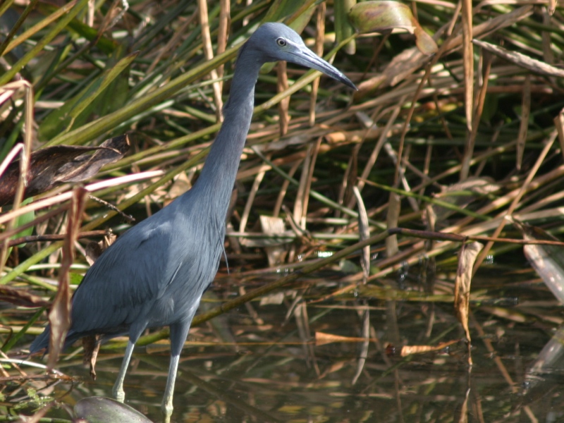 Little Blue Heron