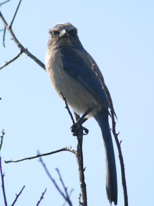 Florida Scrub-Jay