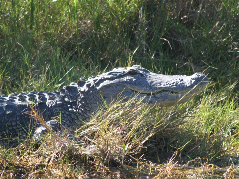Florida Alligator (close-up)