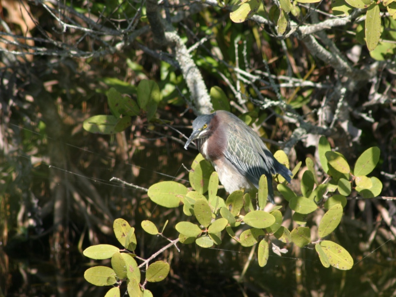 Green Heron image