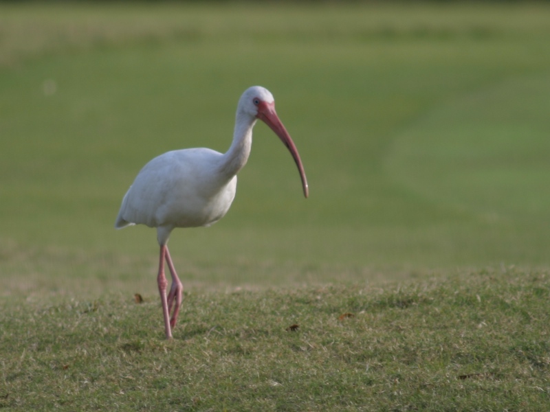 White Ibis