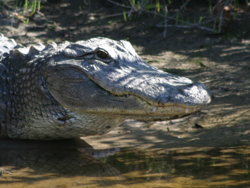 Florida Alligator (close-up)