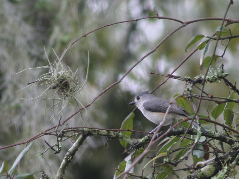 Tufted Titmouse