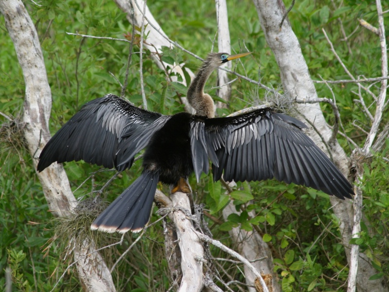 Anhinga