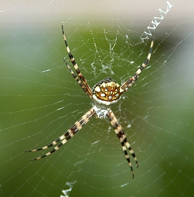 Spider