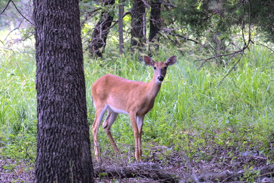 Deer