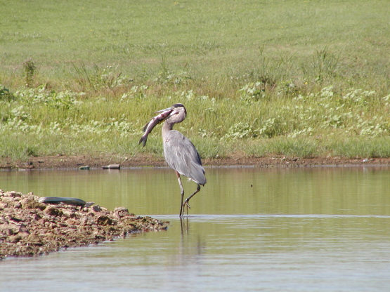 Great Blue Heron w/ catfish