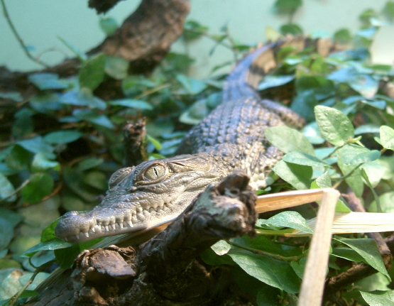 Alligator